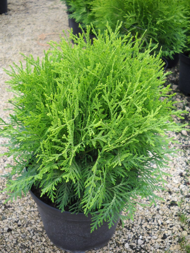 Туя западная Даника